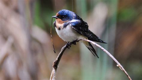 Barn Swallow Audubon Guide To North American Birds