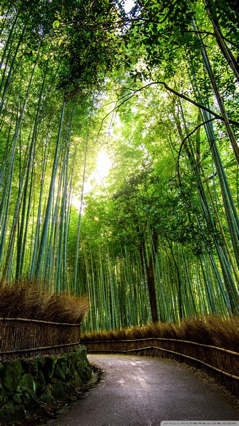 Bamboo Forest Kyoto Japan Ultra Hd Desktop Background