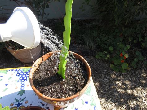 Most desert cacti have an extensive system of shallow roots that spread out widely near the surface of the soil, with some larger cacti such as the giant saguaro also having a deep taproot that. Propagating Dragon Fruit From Cuttings - Gardenerd