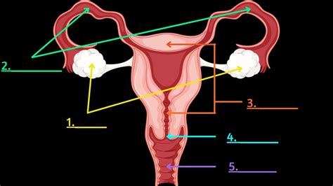 female reproductive system baamboozle baamboozle the most fun classroom games