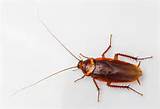 Cockroach Vs Beetle Pictures