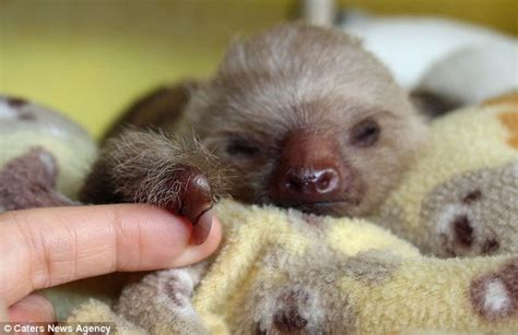 Becky Cliffe Has Dedicated Her Life To Hanging Out With Orphaned Sloths