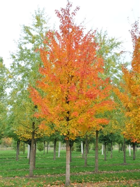 Acer Saccharum Sugar Maple Rock Maple Van Den Berk Nurseries