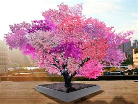 Most often, only closely related varieties in the same genus can be grafted together. This amazing tree grows 40 different kinds of fruit