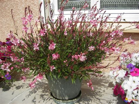 Lavandula (common name lavender) is a genus of 47 known species of flowering plants in the mint family, lamiaceae. Photo : une gaura rose