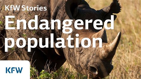 Rhino Poaching In South Africa Kfw Youtube