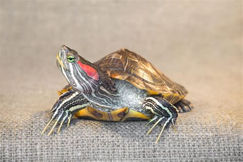 Are Red Eared Slider Turtles Friendly