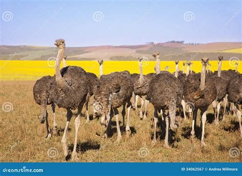 Ostrich Flock Stock Image Image Of Feather Landscape 34062567