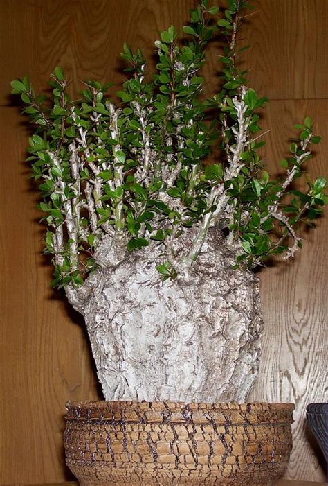 Succulent plants are among the most bizarre, beautiful, and varied in the entire plant kingdom. 422 best images about caudex plant on Pinterest | Cactus ...