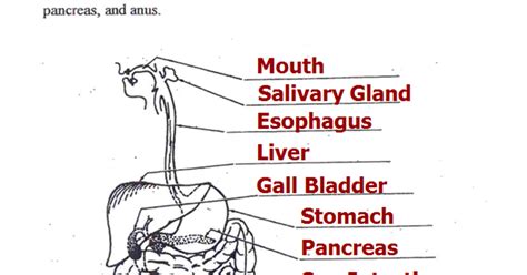 Mrs. Albanese's 7th Grade Science Class: Digestive System
