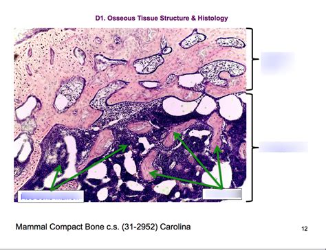 Mammal Compact Bone Diagram Quizlet