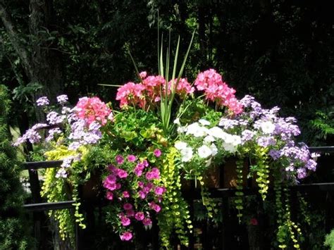 Take a glimpse for 12 window boxes for amazing morning view! How to plant a rockin' window box | The Impatient Gardener