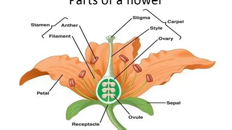 How Do Flowers Help In Plant Reproduction Youtube