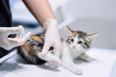 Feline Immunodeficiency Virus Fiv Symptoms Causes Diagnosis