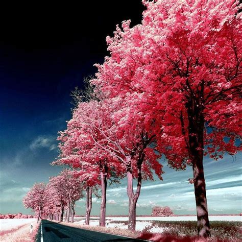 Pink Nature Trees Wallpapers Wallpaper Cave