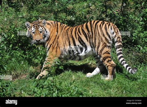 Tigre Siberiano El Tigre De Amur Panthera Tigris Altaica Zoo Baja