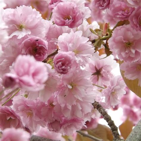 Facebook flower graphics flower pictures images flower scraps. Cherry Blossom Trees On Sale (Prunus Kanzan) | Shop Now