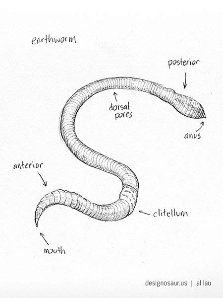 Sketch Earthworm Homeschool Science Biology And Science Notebooks
