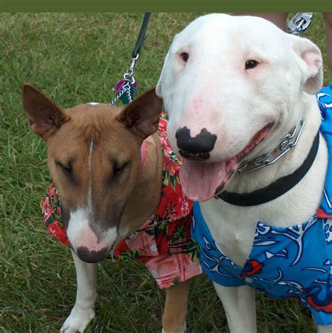 Here's how to raise yours to be a great ambassador of the breed. Pitbull Puppy Training Tips - Making Introductions - DogVills