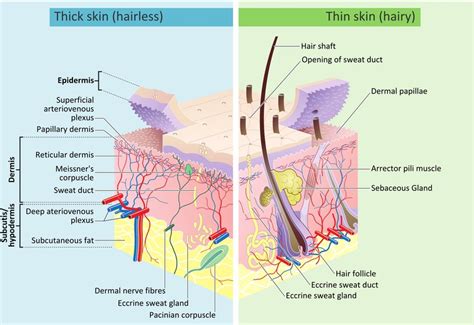 2 Epidermis Dermis And Subcutis Layers Of Both Thick And Thin Skin