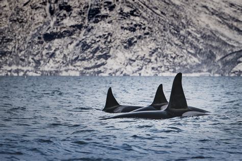 Swim With Killer Whales In Norway Complete Guide