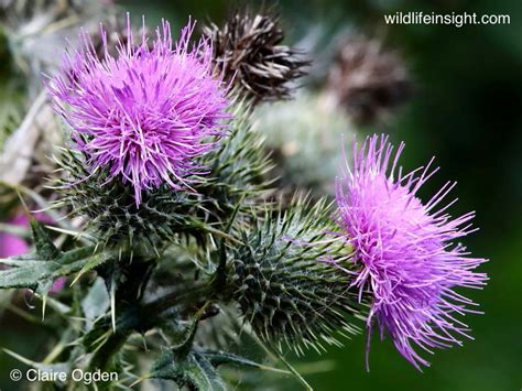 Types Of Thistle