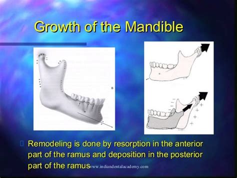 Growth Of The Maxilla And Mandible