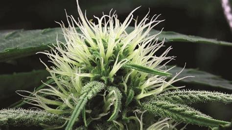 The Nomenclature Of Female Cannabis Flowers M A N O X B L O G