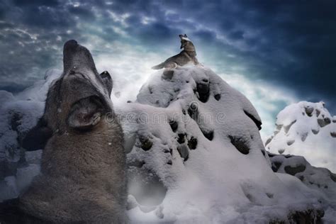 Wolves Howl Among The Cold Snowy Mountains Stock Image Image Of
