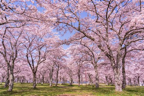 日本の桜の名所が多く集まる京都。2021年の見頃はいつ頃になる？ Caedekyoto カエデ京都 紅葉と伝統美を引き継ぐバッグ