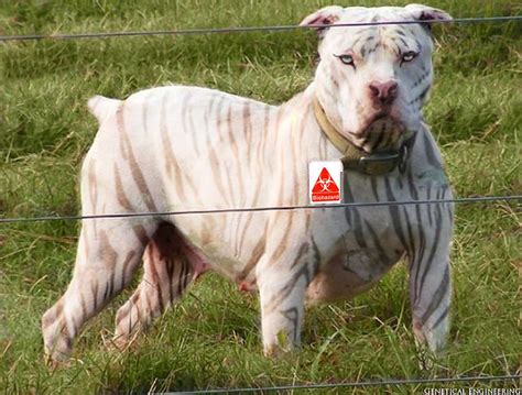 2010 is the year of white tiger or metal tiger beginning on february 14th. photo
