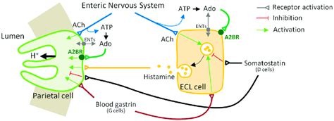 A Parietal Cell Ecl Cell Axis Governs Gastric Acid Secretion The Main