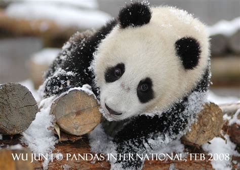 Panda Census 2013 Wild Panda Population Increases To 1864 Pandas