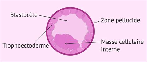 Embryon à Létat De Blastocyste