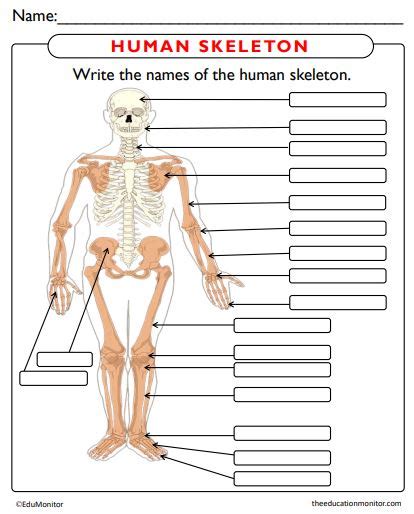 Human Skeleton Worksheets Edumonitor
