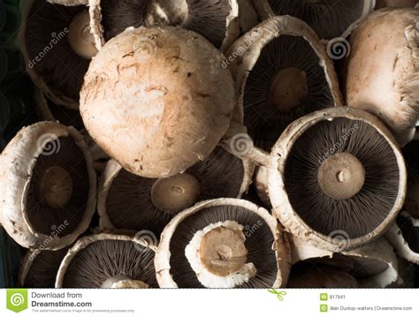 Common Brown Edible Mushrooms Stock Image Image 817941