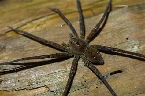 Fishing Spider Dolomedes Vittatus Bugguidenet