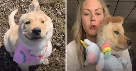 Facebook Viral La Conmovedora Historia De ‘unicornio La Perrita Que