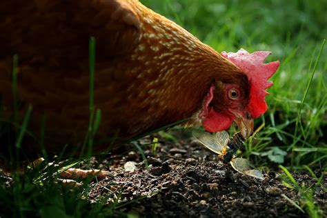 Dont Kiss Or Snuggle Cdc Warns Backyard Chicken Owners Over Salmonella Cases Poultry Producer