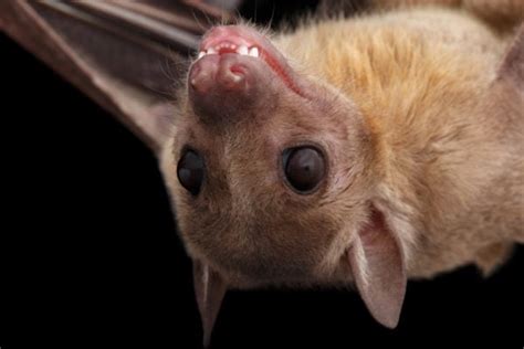 28 Types Of Bats The Cutest Bat Species Photos And Facts