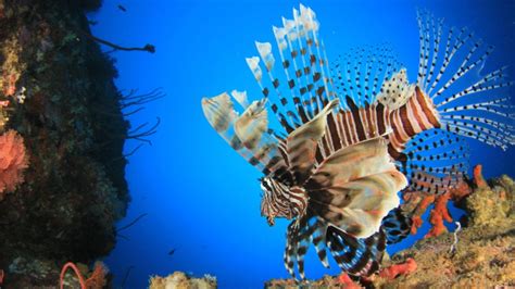 When Life Gives You Lionfish Innovation In Fighting Invasive Species