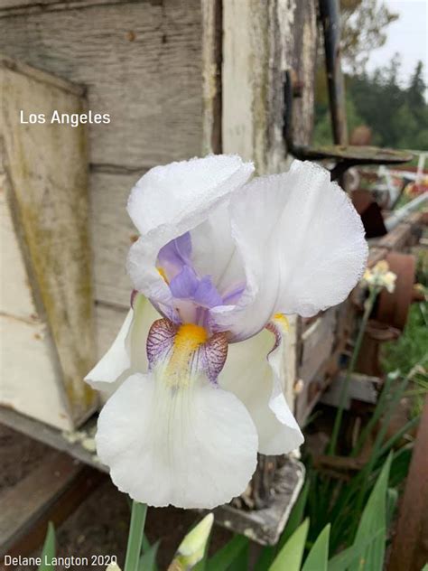 Los Angeles Historic Iris Preservation Society