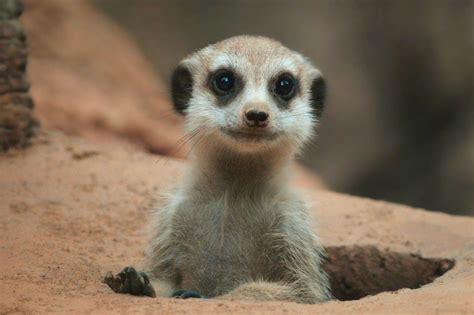 A 20 Of The Worlds Cutest Animals Lonely Planet