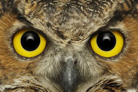 Eyes Great Horned Owl Intense Bill Frymirebill Frymire