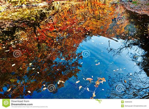 The Inverted Image Of Autumn Trees And Fallen Leaves Stock Image