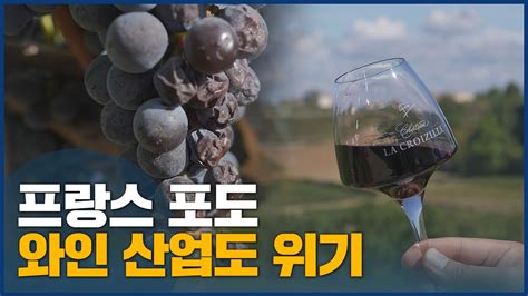 프랑스 포도 품종도 위기 와인 맛이 변한다 Youtube