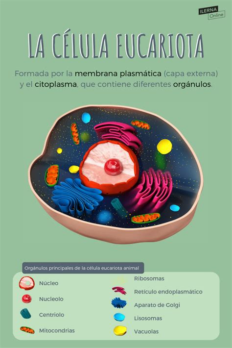La Funcion De La Celula Eucariota Dinami