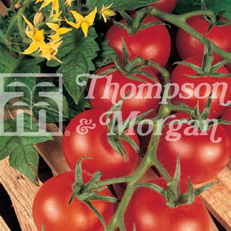 Tomato Shirley F1 Hybrid Garden Store Online