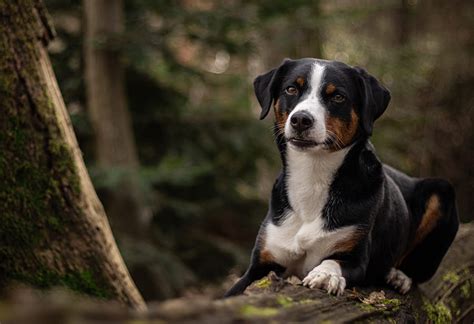 Alles Wat Je Moet Weten Over De Entlebucher Sennenhond