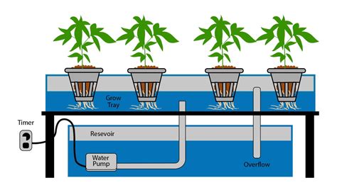 What Is Hydroponic Growing And How Is It Done Fast Buds